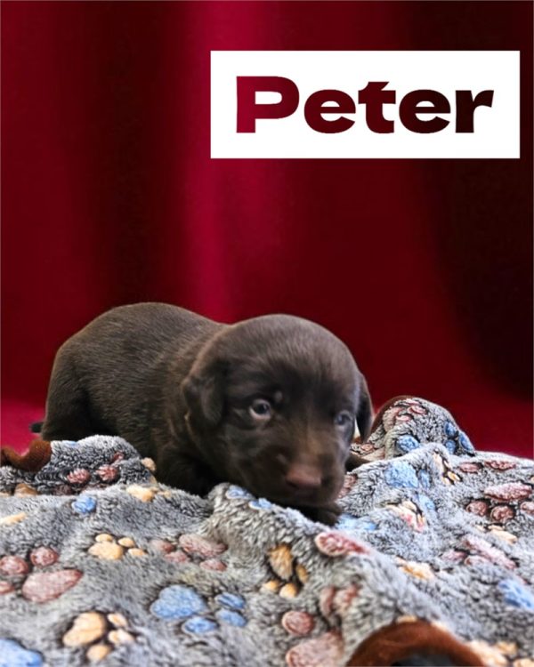 Labrador Retriever- Birthday: 08/21/2025