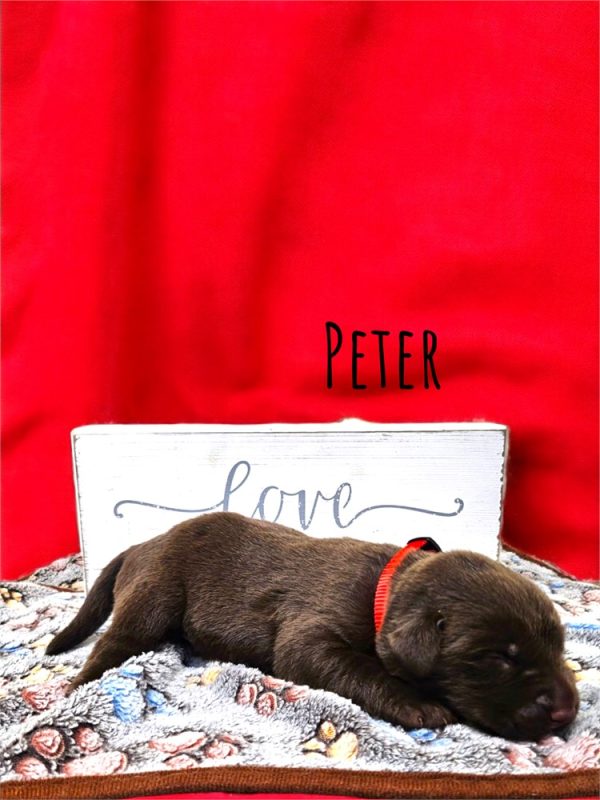Labrador Retriever- Birthday: 08/21/2025 - Image 2
