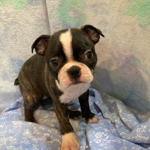 Boston Terrier- Birthday: 08/10/2025