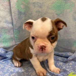 Boston Terrier- Birthday: 08/10/2025