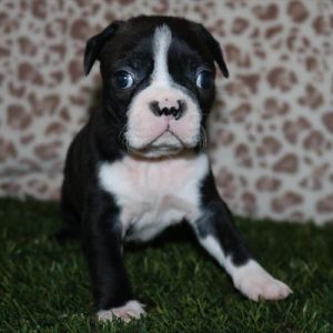 Boston Terrier- Birthday: 08/15/2025