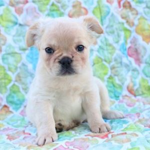 Fluffy French Bulldog- Birthday: 08/05/2025