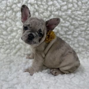 French Bulldog- Birthday: 08/02/2025