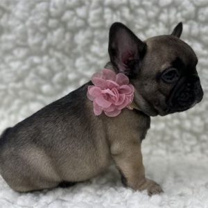French Bulldog- Birthday: 08/02/2025