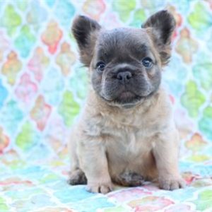 Fluffy French Bulldog- Birthday: 08/05/2025