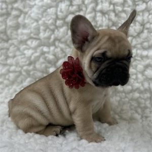 French Bulldog- Birthday: 08/02/2025