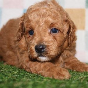 Goldendoodle- Birthday: 08/22/2025