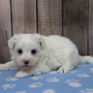Maltese- Birthday: 08/21/2025
