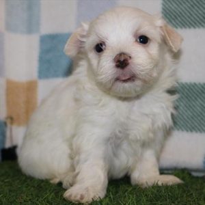 Maltese- Birthday: 08/16/2025
