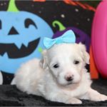Maltipoo- Birthday: 08/27/2025