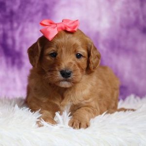 Mini Goldendoodle- Birthday: 08/20/2025