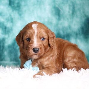 Mini Goldendoodle- Birthday: 08/15/2025