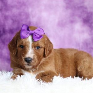 Mini Goldendoodle- Birthday: 08/15/2025