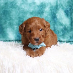 Mini Goldendoodle- Birthday: 08/20/2025