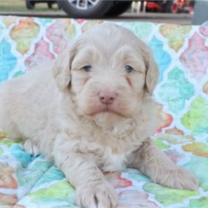 Mini Aussiedoodle-Bentley-Birthday: 10/15/2025