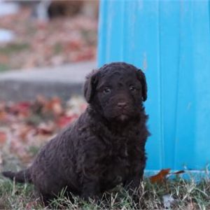 Mini Aussiedoodle-Max-Birthday: 10/15/2025