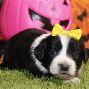 Mini Aussiedoodle-Macie-Birthday: 10/12/2025