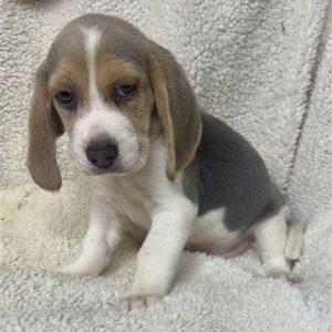 Beagle-Charlie-Birthday: 09/20/2025