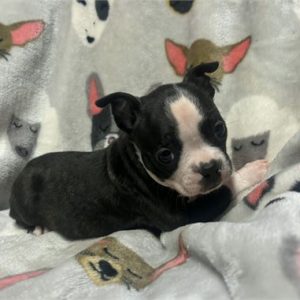 Boston Terrier-Stella- Birthday: 09/26/2025
