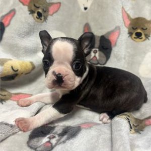 Boston Terrier-Clyde- Birthday: 09/26/2025