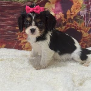 Cavalier King Charles Spaniel-Molly-Birthday: 09/12/2025