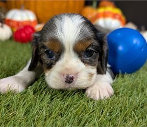 Cavalier King Charles Spaniel-Prince- Birthday: 10/12/2025