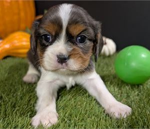 Cavalier King Charles Spaniel-Tucker- Birthday: 10/12/2025