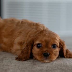 Cavalier King Charles Spaniel-Dan- Birthday: 09/10/2025