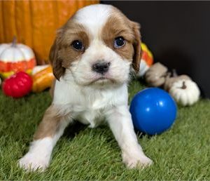 Cavalier King Charles Spaniel-Winston- Birthday: 10/12/2025