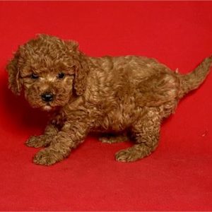 Cavapoo-Benji-Birthday: 09/16/2025