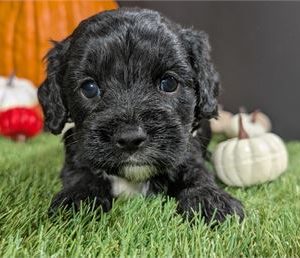 Cavapoo-Jax-Birthday: 10/10/2025