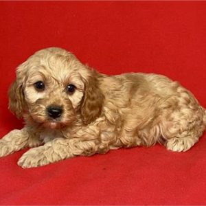 Cavapoo-Milo-Birthday: 09/16/2025