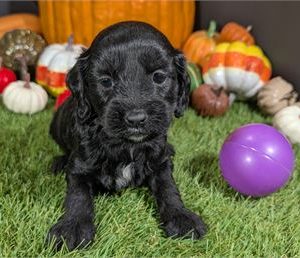 Cavapoo-Cali-Birthday: 10/10/2025
