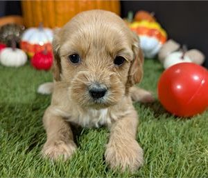 Cavapoo-Lexi-Birthday: 10/10/2025