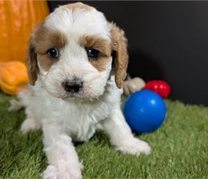 Cavapoo-Oliver-Birthday: 10/23/2025
