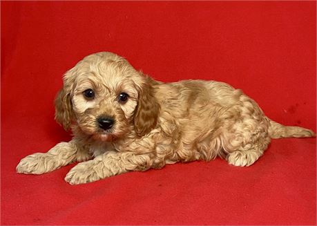Cavapoo-Milo-Birthday: 09/16/2025