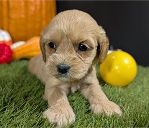 Cavapoo-Peaches-Birthday: 10/10/2025