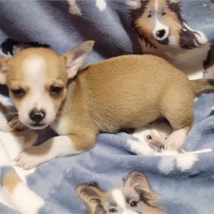 Chihuahua-Carlos-Birthday: 09/11/2025