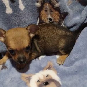 Chihuahua-Charlie-Birthday: 09/11/2025