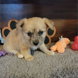 Tiny Chorkie-Buddy- Birthday: 09/13/2025