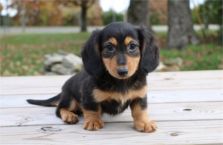 Dachshund-Ebony-Birthday: 09/04/2025