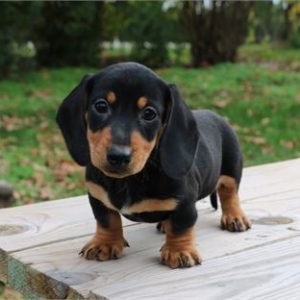 Dachshund-Bruno-Birthday: 09/06/2025