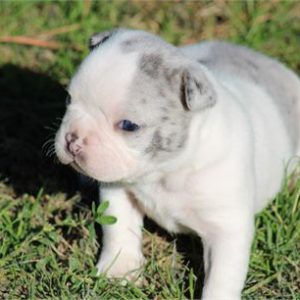 French Bulldog Mia- Birthday: 10/19/2025