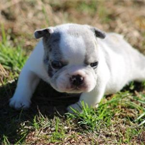 French Bulldog Noodle- Birthday: 10/19/2025