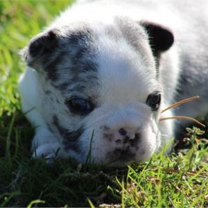 French Bulldog Winston- Birthday: 10/19/2025
