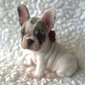 French Bulldog-Duke- Birthday: 09/12/2025