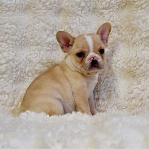 French Bulldog Adele- Birthday: 09/21/2025