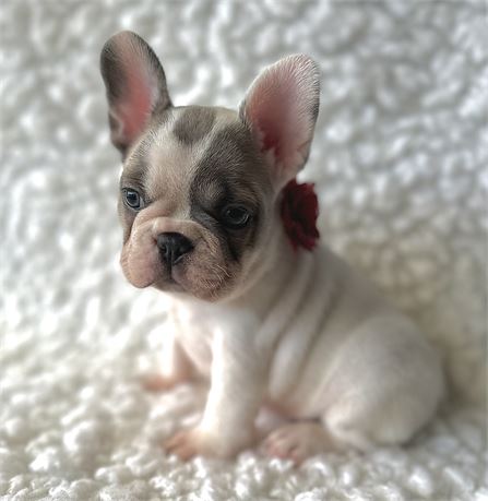 French Bulldog-Duke- Birthday: 09/12/2025
