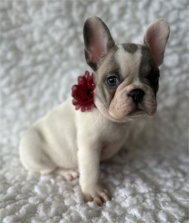 French Bulldog-Duke- Birthday: 09/12/2025 - Image 2