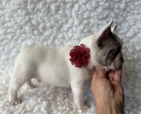French Bulldog-Duke- Birthday: 09/12/2025 - Image 3